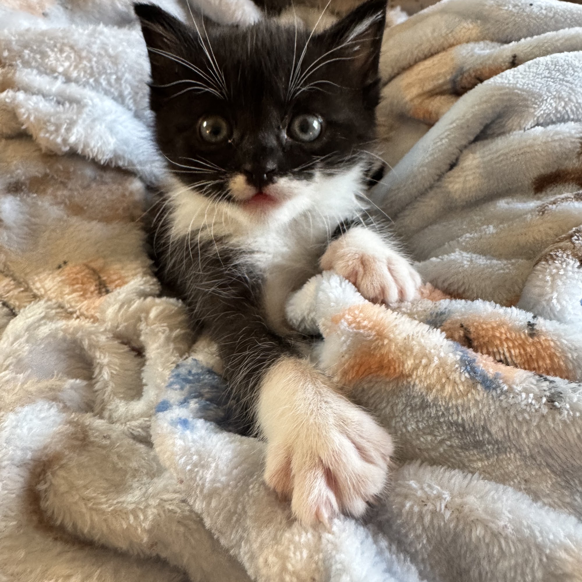 Cat Clinic of the Quad Cities Bettendorf