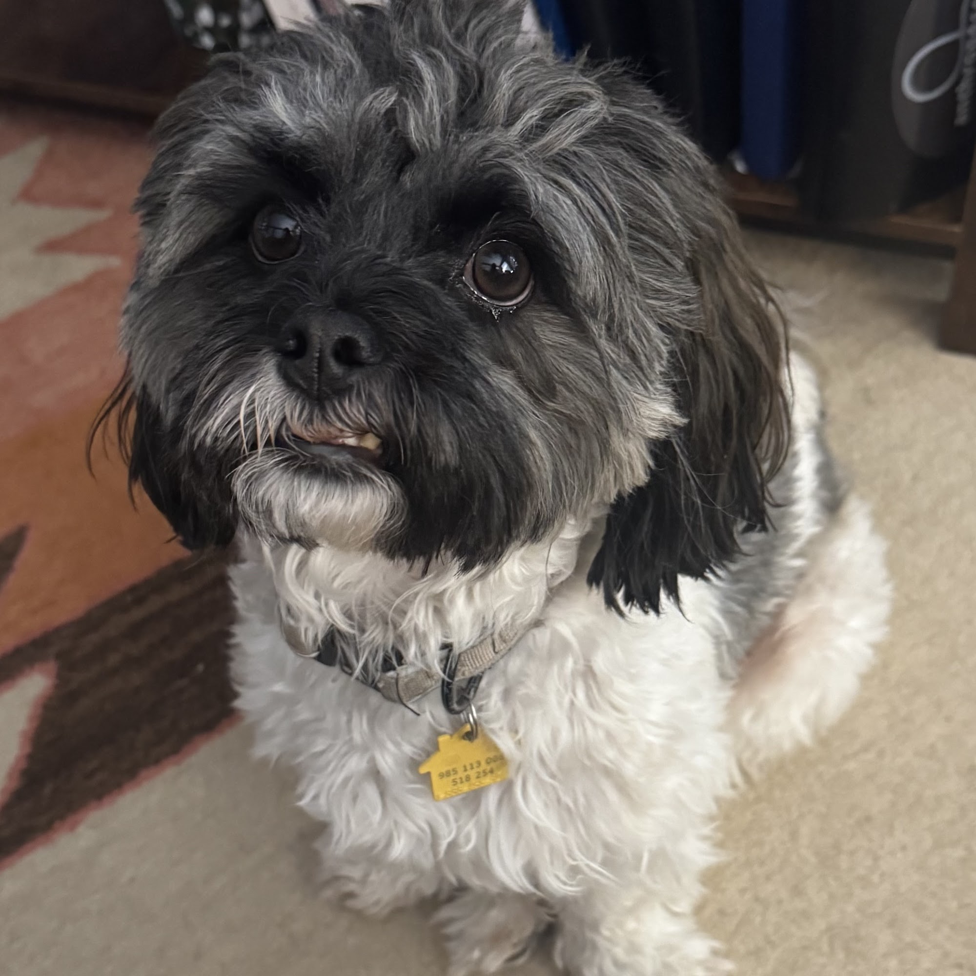 Glenroads Veterinary Clinic, A Thrive Pet Healthcare Partner Bettendorf