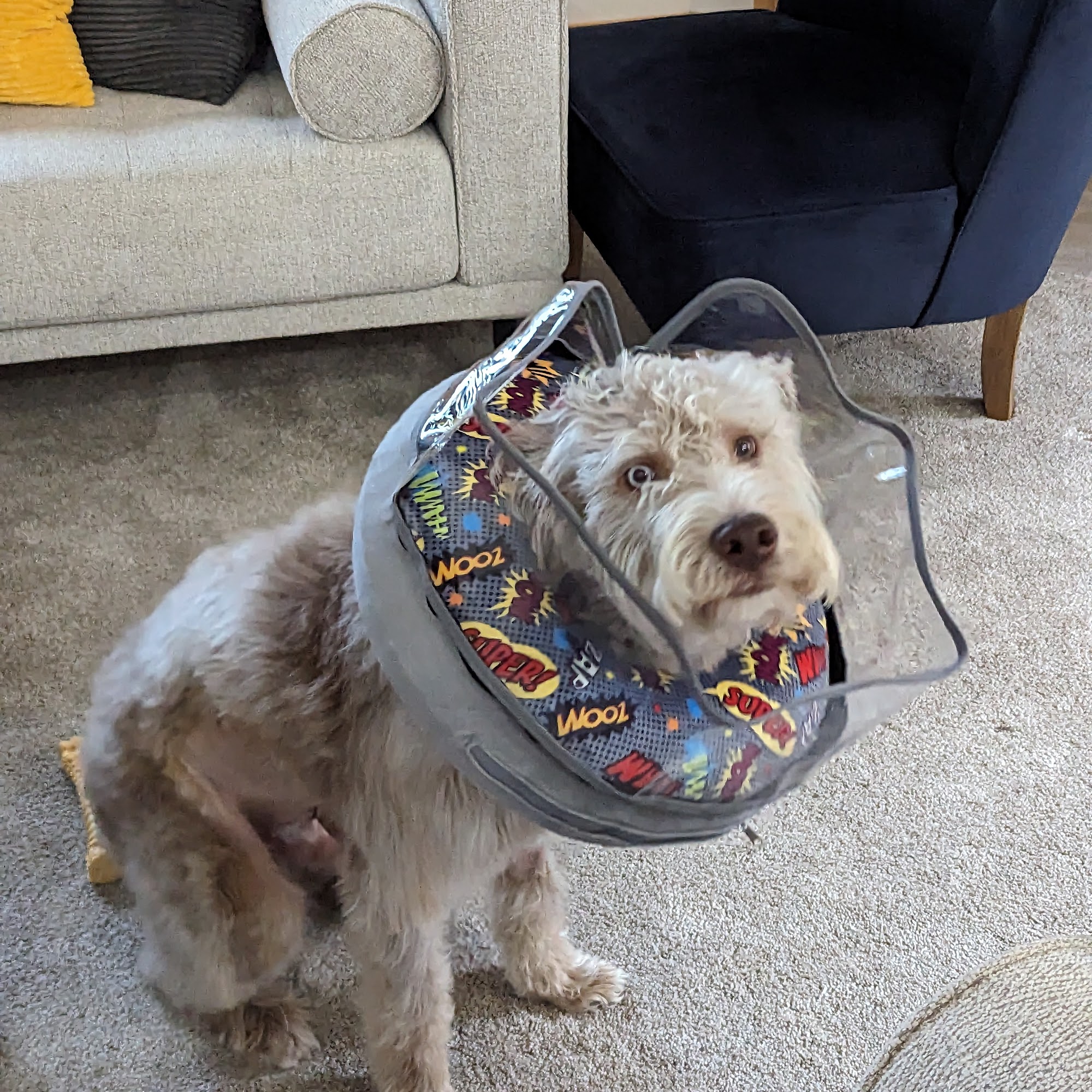 Maplewood Veterinary Center Bettendorf