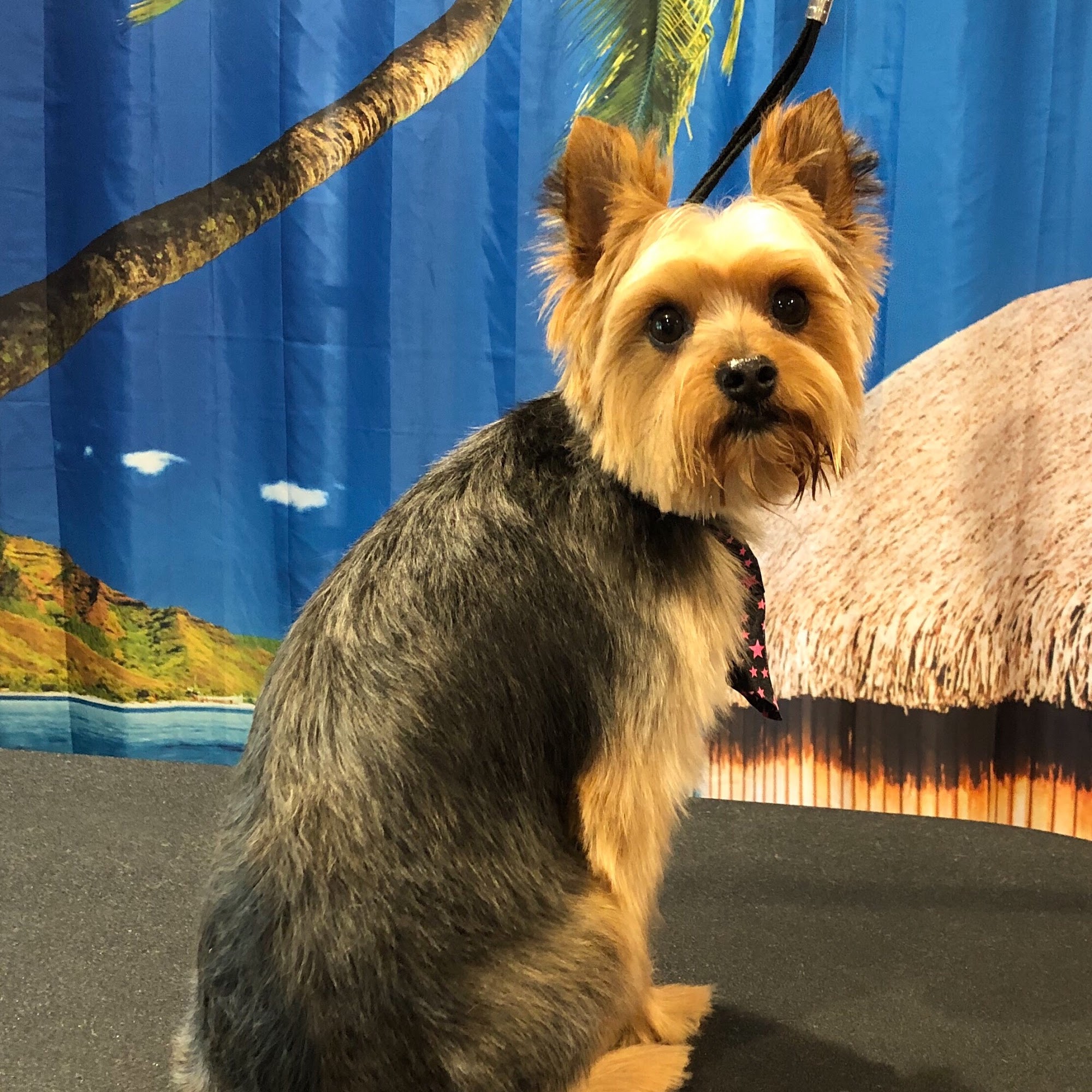 Fetching Styles Bettendorf