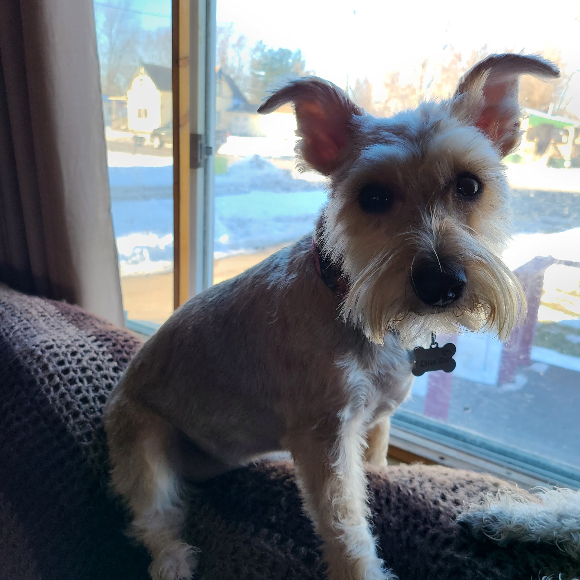 Clearview Animal Hospital Bloomfield