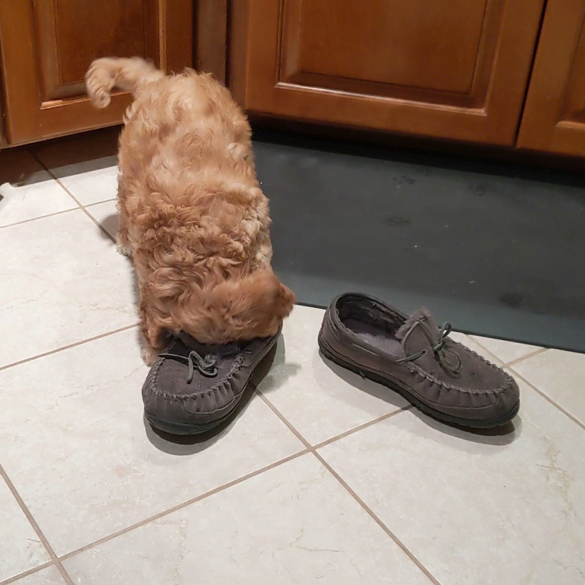 Boone Veterinary Hospital Boone