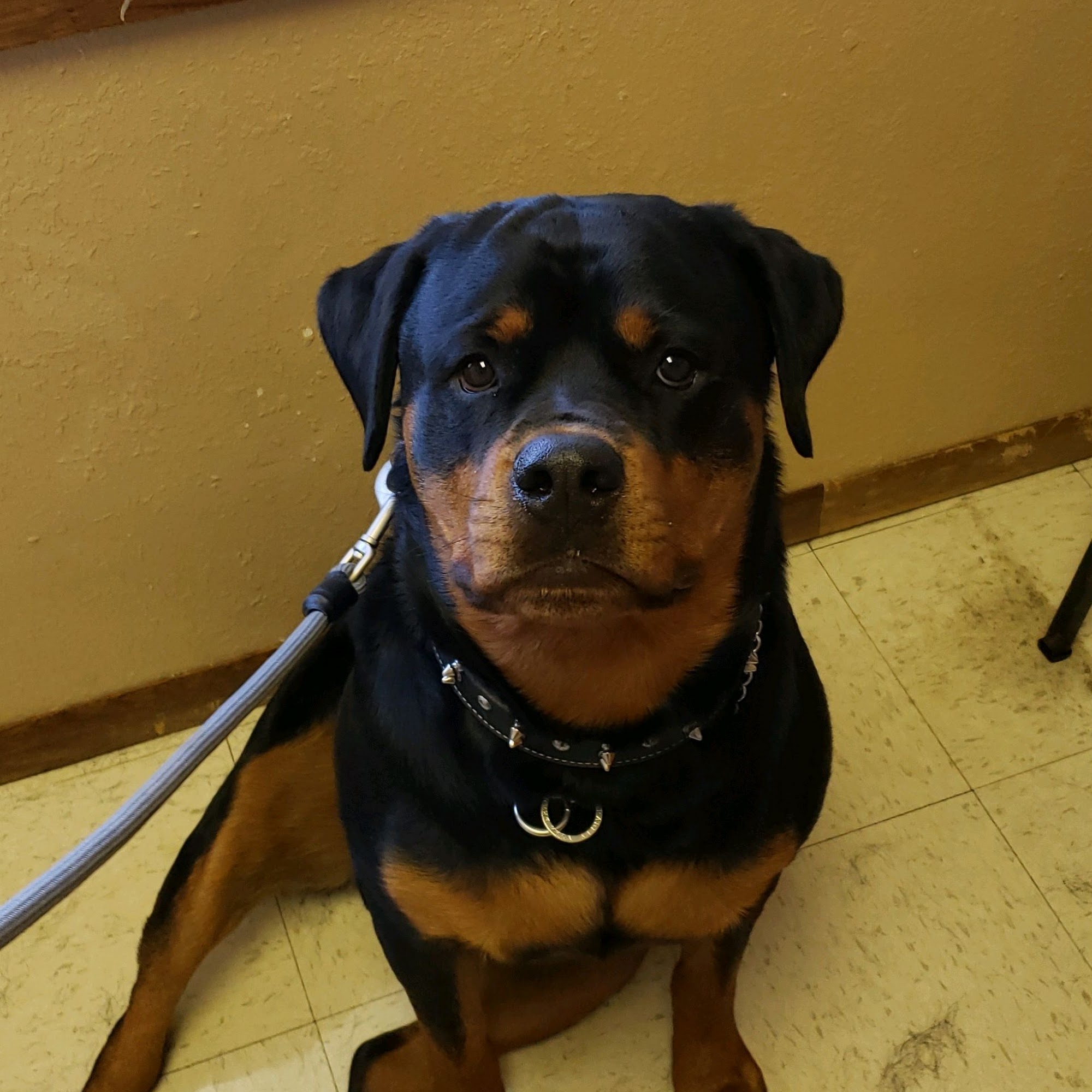 Helping Hands Veterinary Clinc Boone