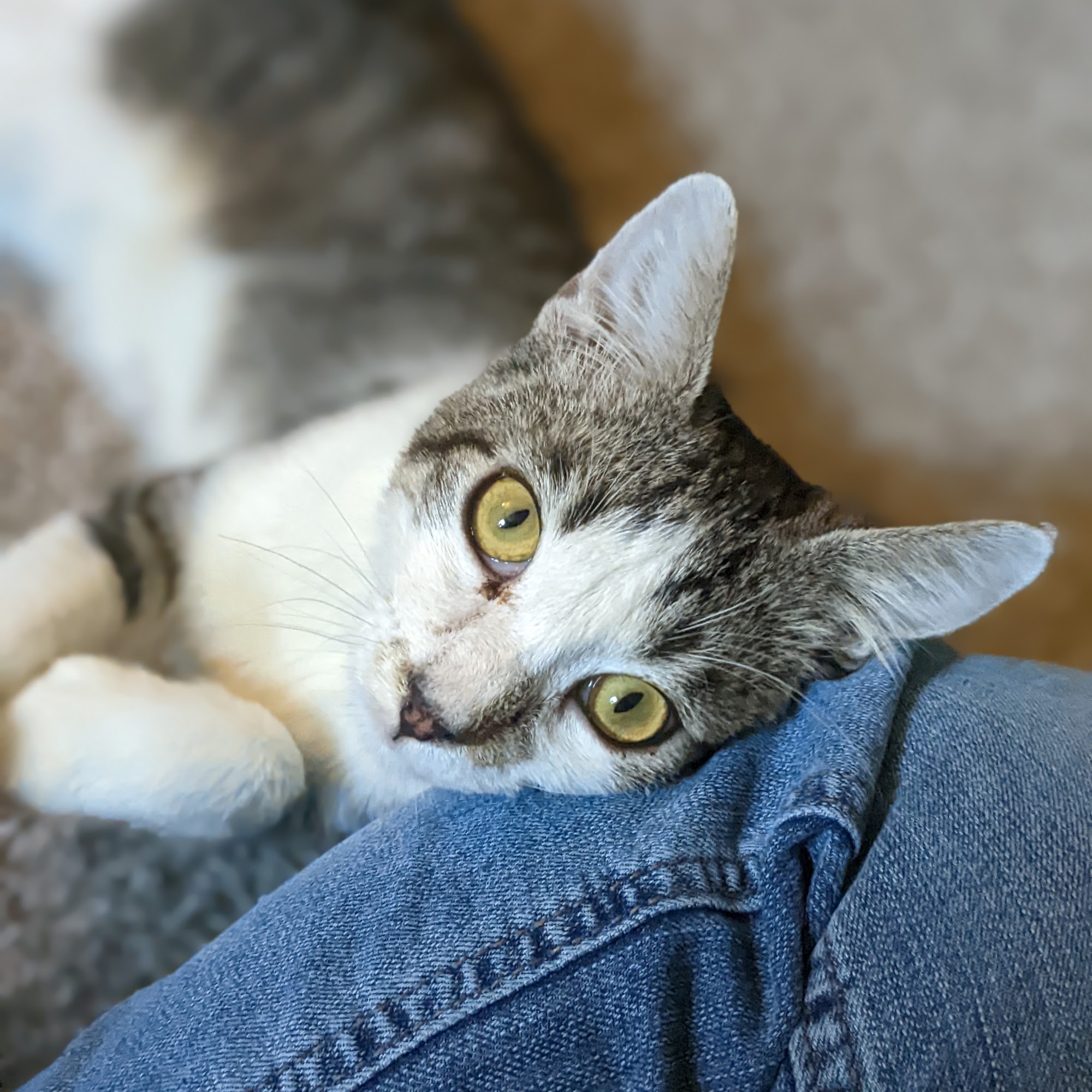 Boone Area Humane Society Boone