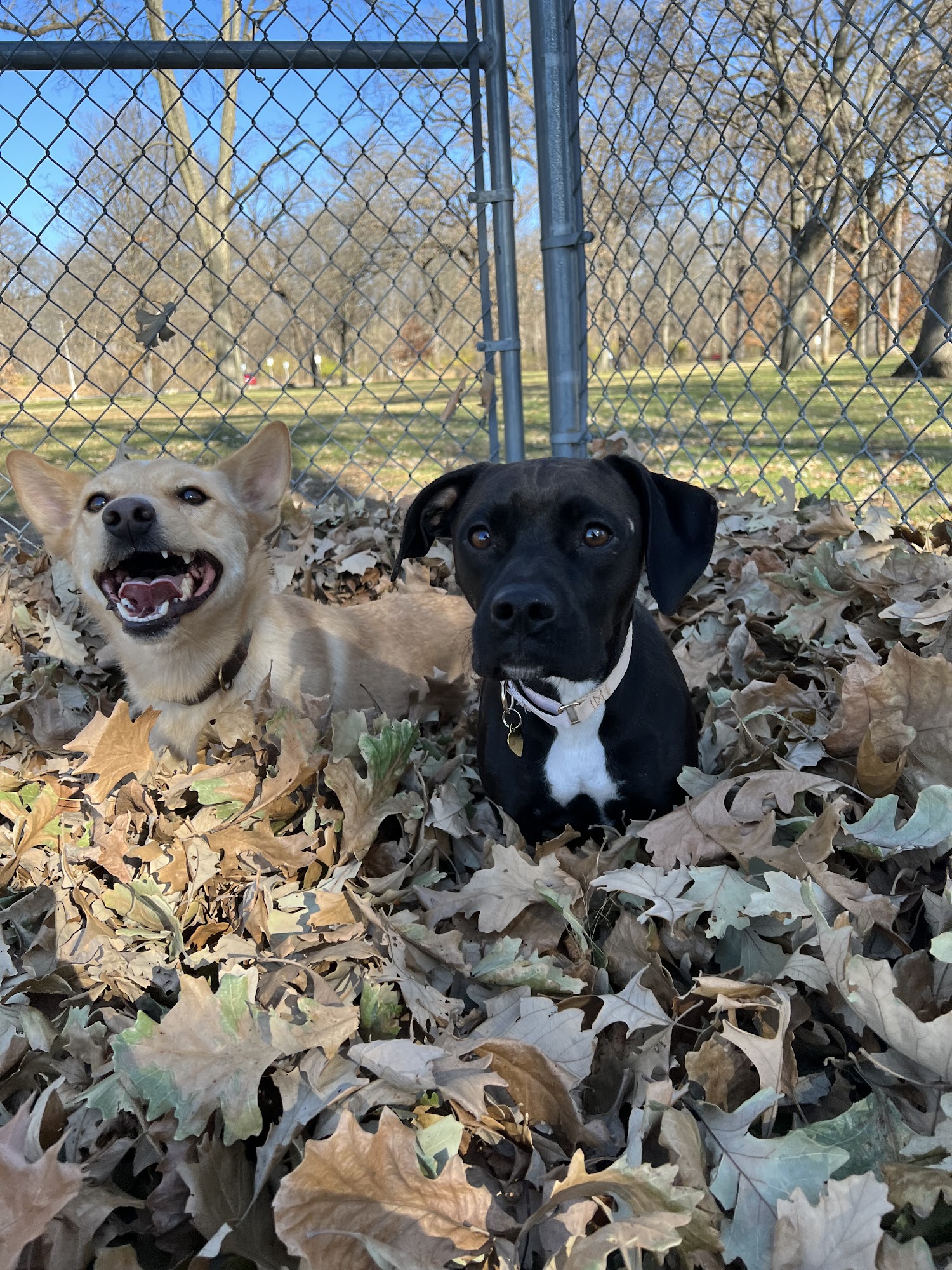 Ledges Farm Dog Camp Boone