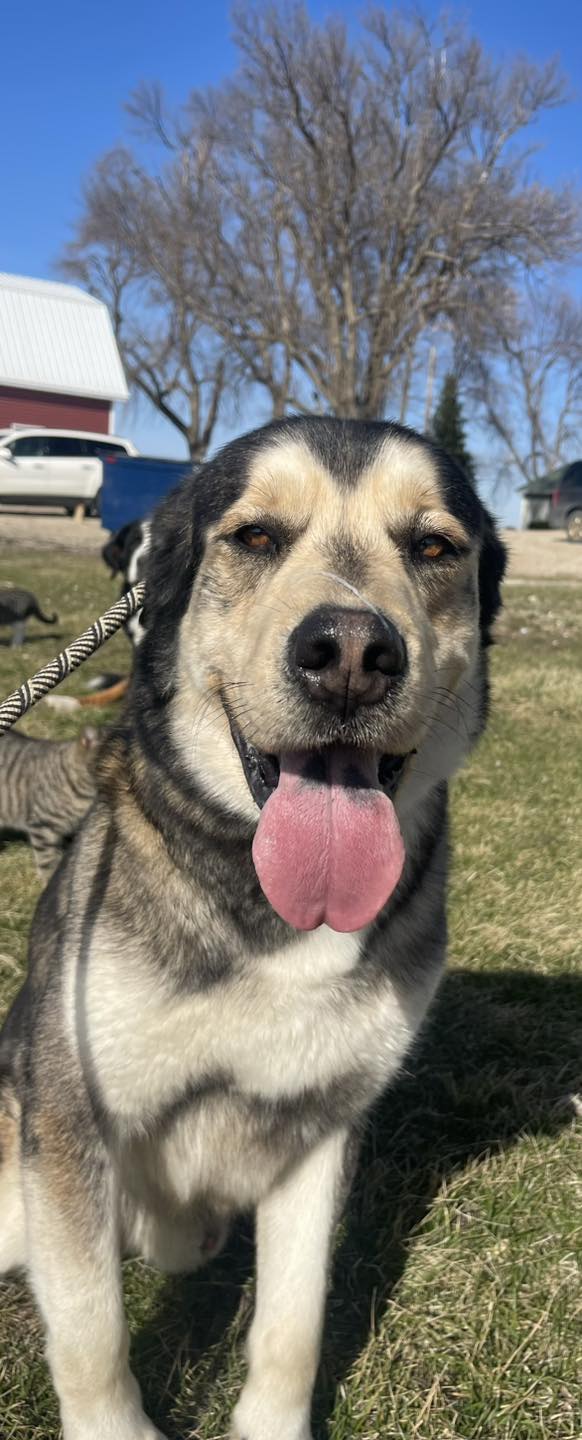 Pretty Paws 530 225th St, Britt Iowa 50423