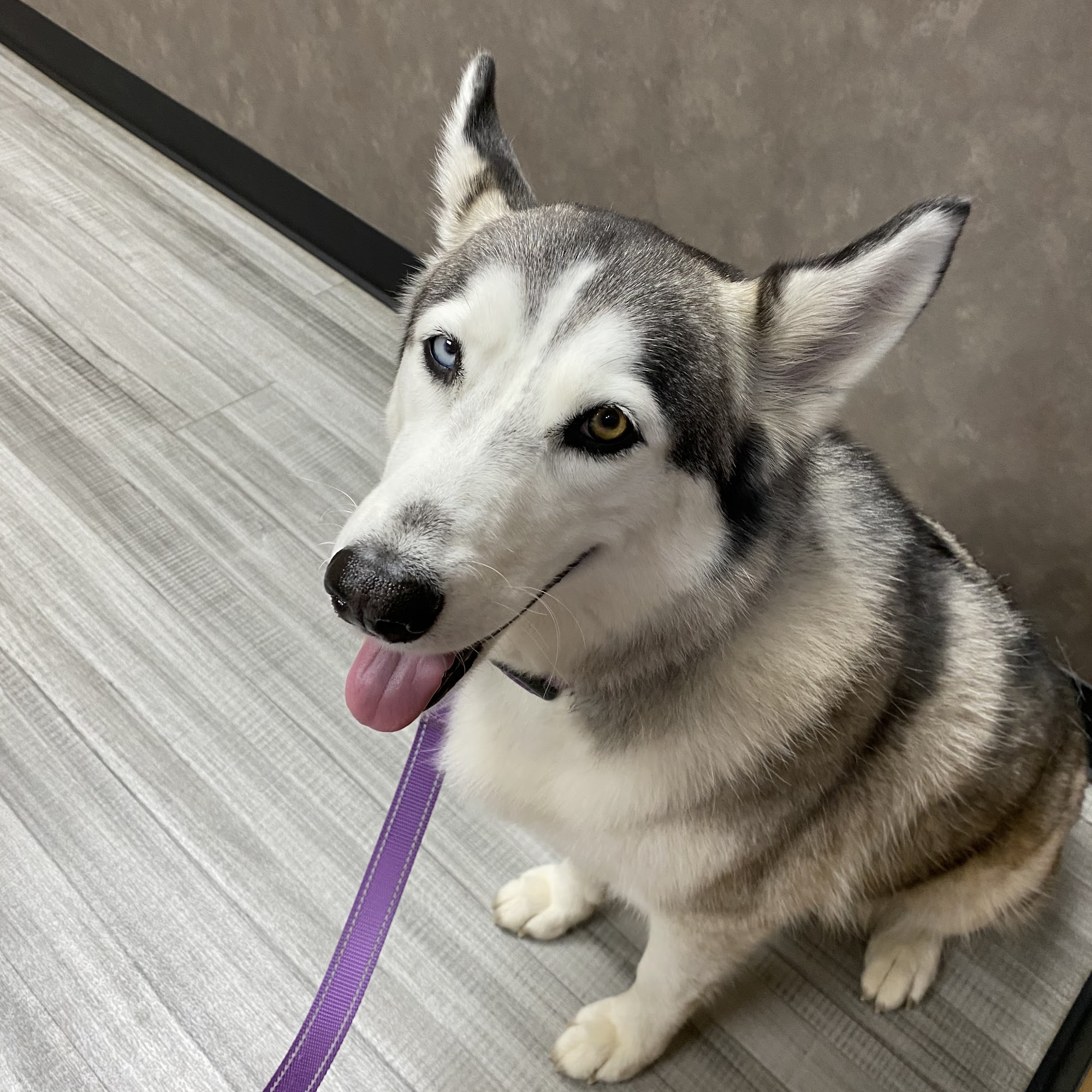 Summer Street Animal Clinic Burlington