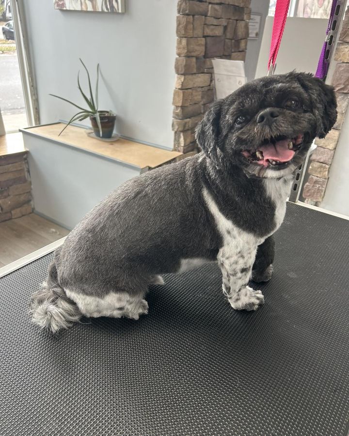 The Bark Spa Burlington