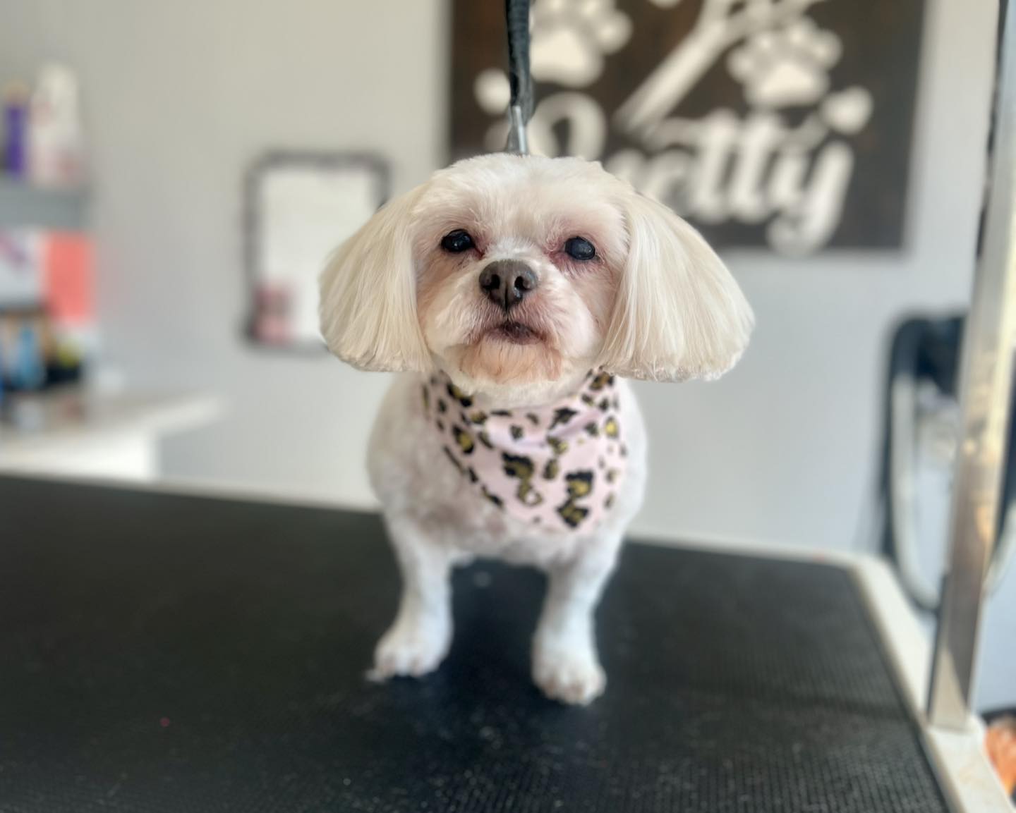 The Bark Spa Burlington