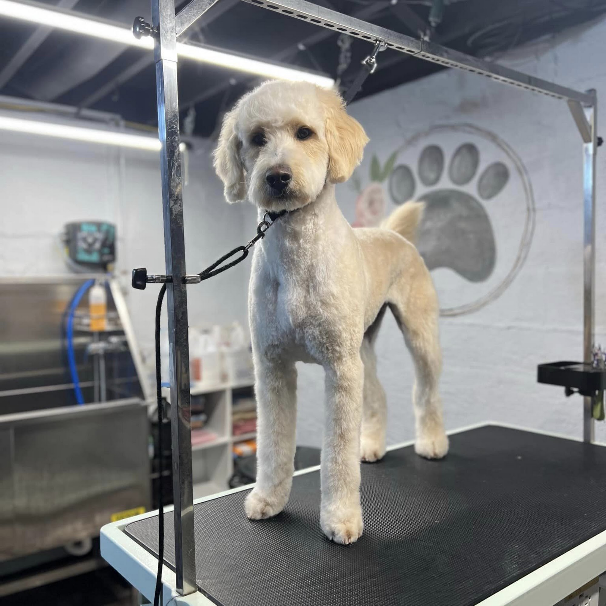 Perkins Paw Spa (at Pet Bath & Beyond) Burlington