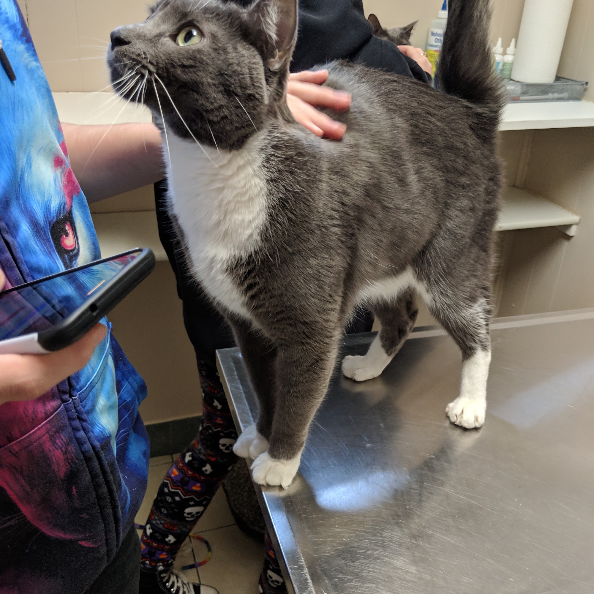 Camanche Veterinary Clinic Camanche