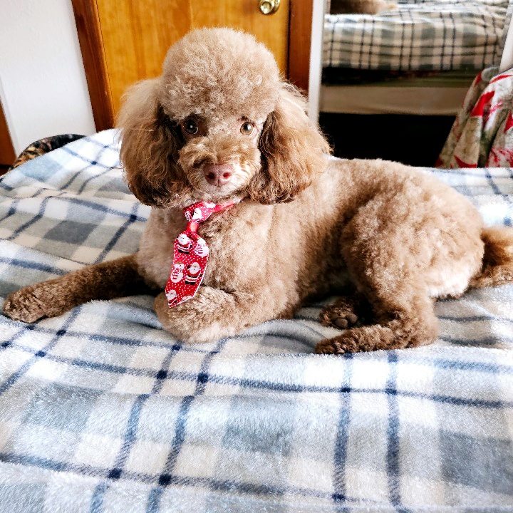 Connie's Dog House Pet Groom Camanche