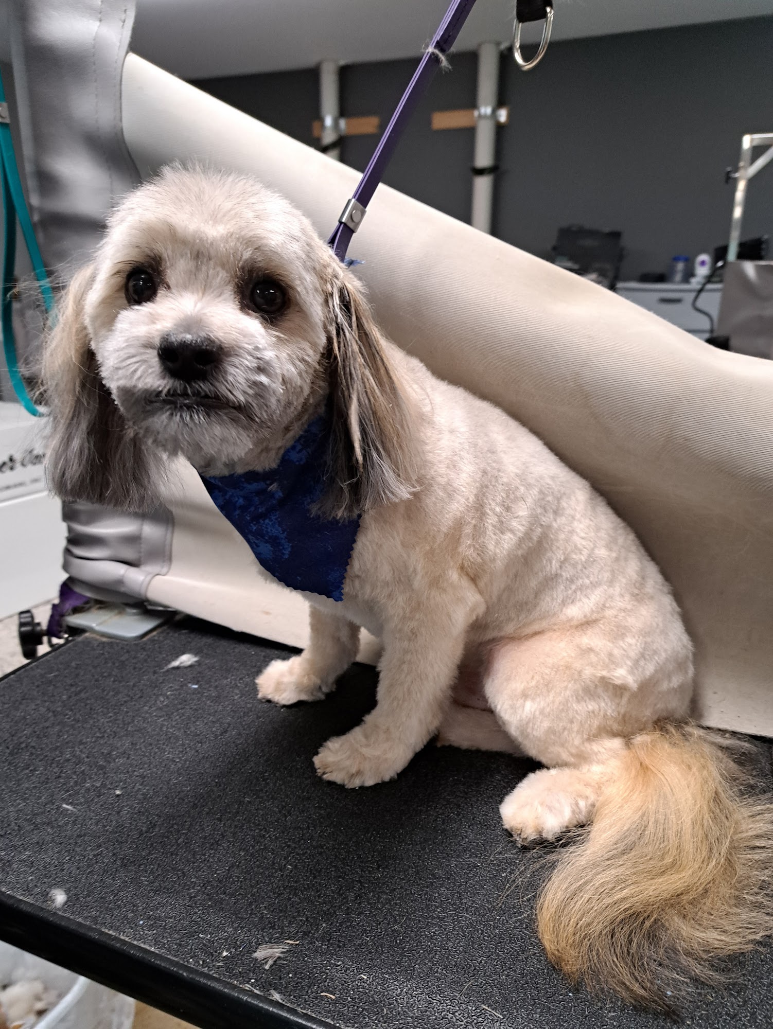 The Dog Spaw & Poochie's Playhouse Carroll