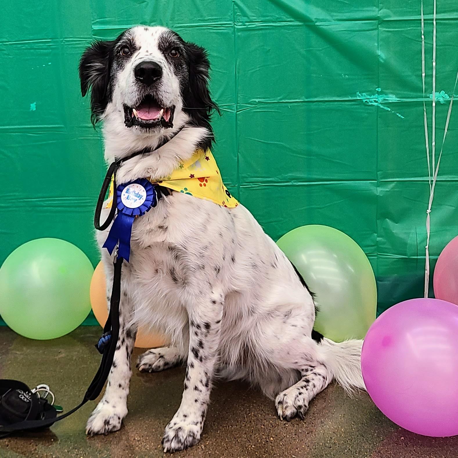 Pet Supplies Plus Cedar Falls Cedar Falls