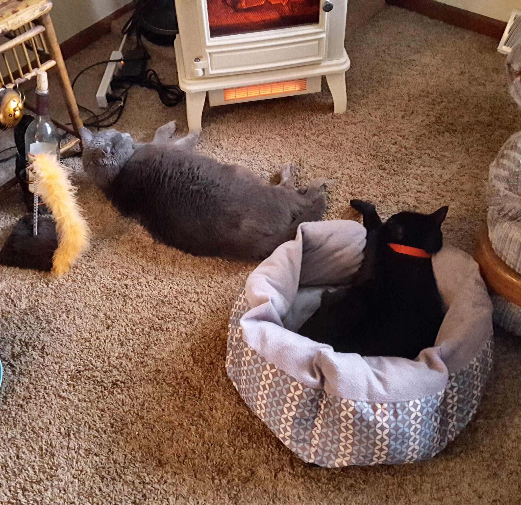 Taylor Veterinary Hospital Cedar Falls