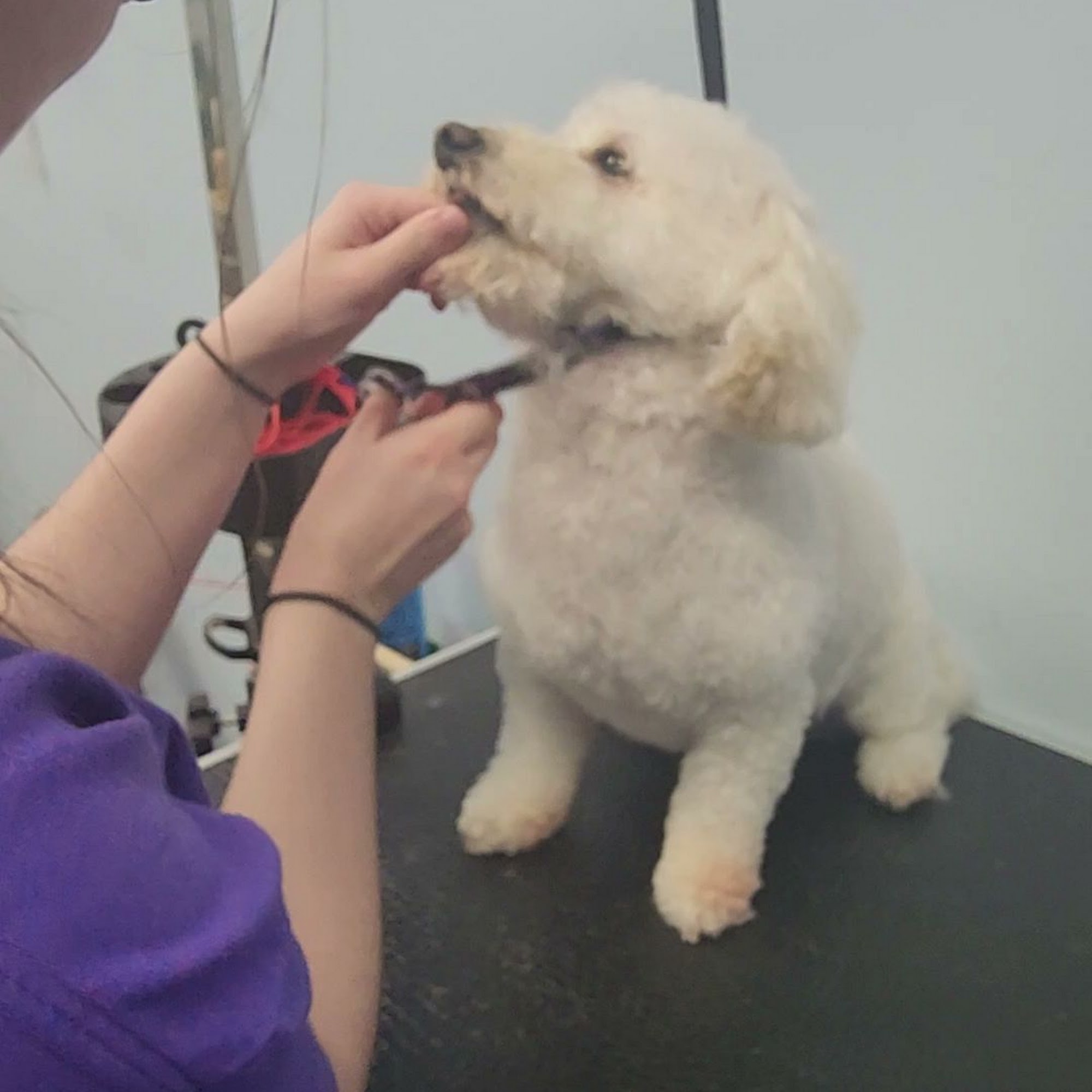 Advanced Pet Care Clinic Cedar Falls