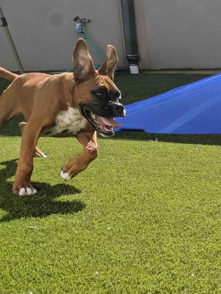 Aloha Pet Resort & Spa Cedar Falls