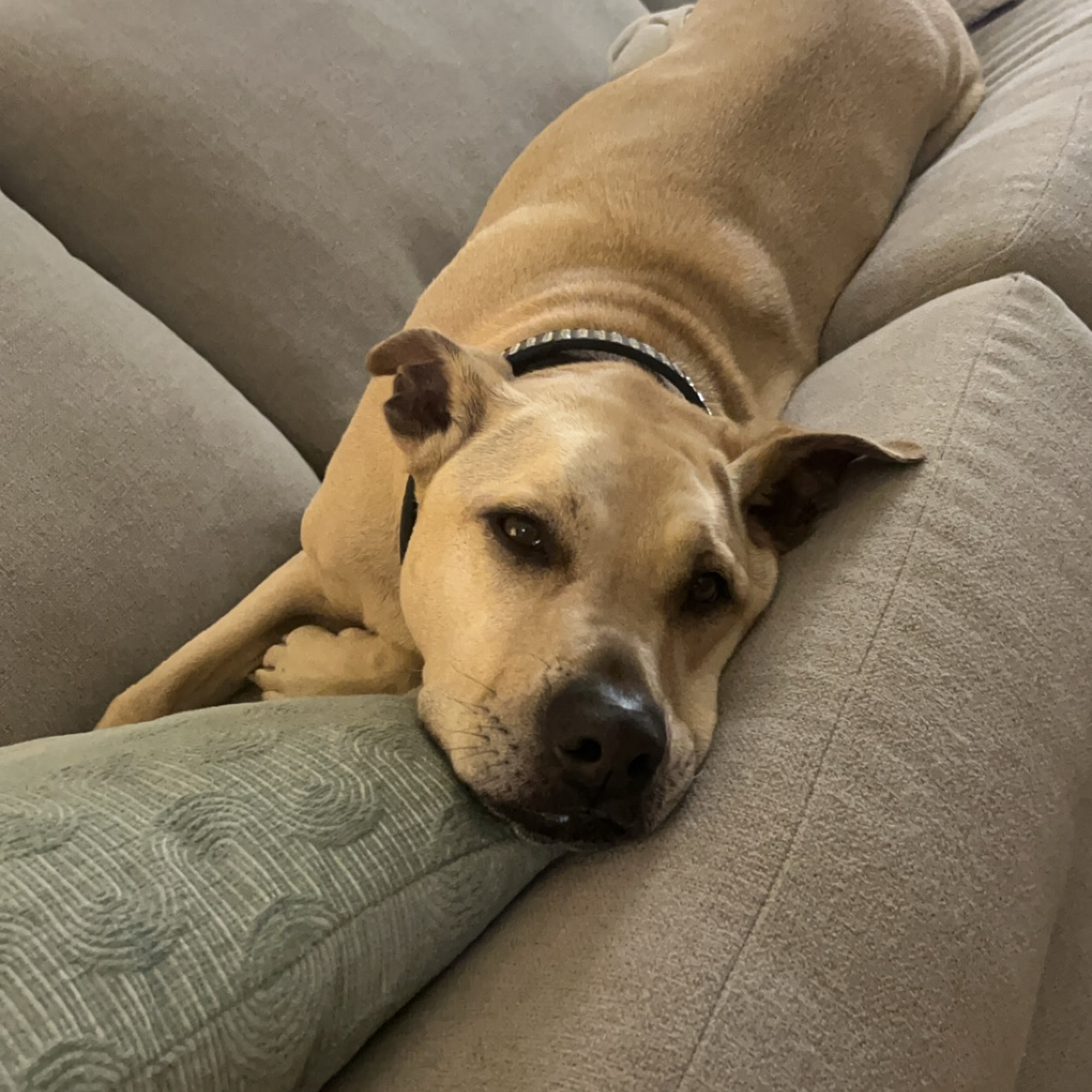 Animal Care Hospital Cedar Rapids