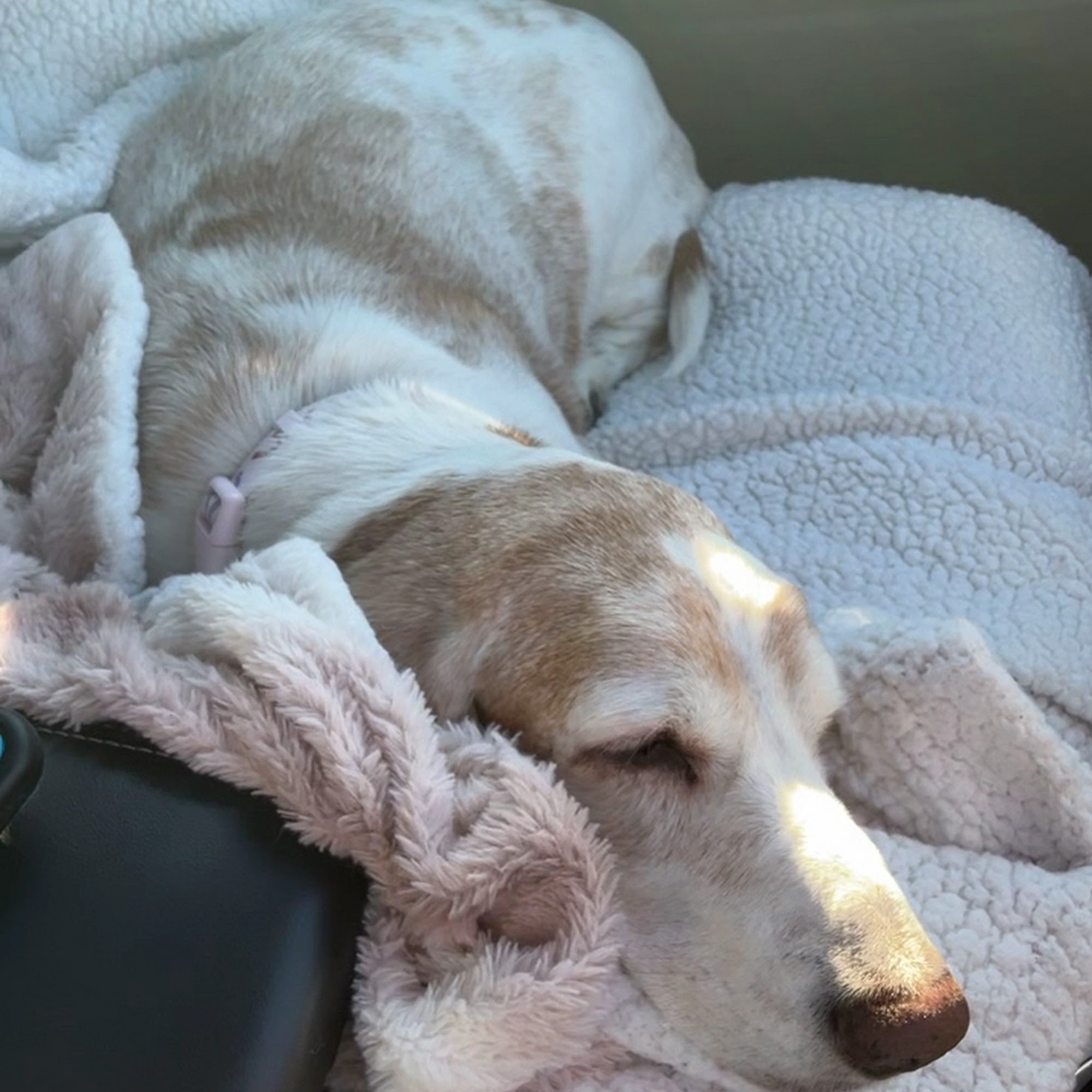 Linn Animal Hospital North Cedar Rapids