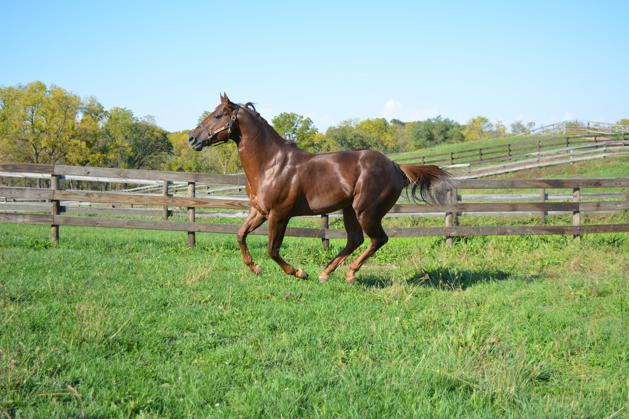 Abraham's Equine Clinic Cedar Rapids
