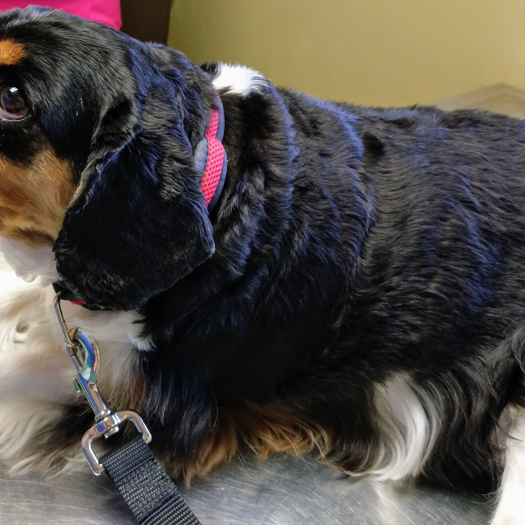 Linn Animal Hospital South Cedar Rapids