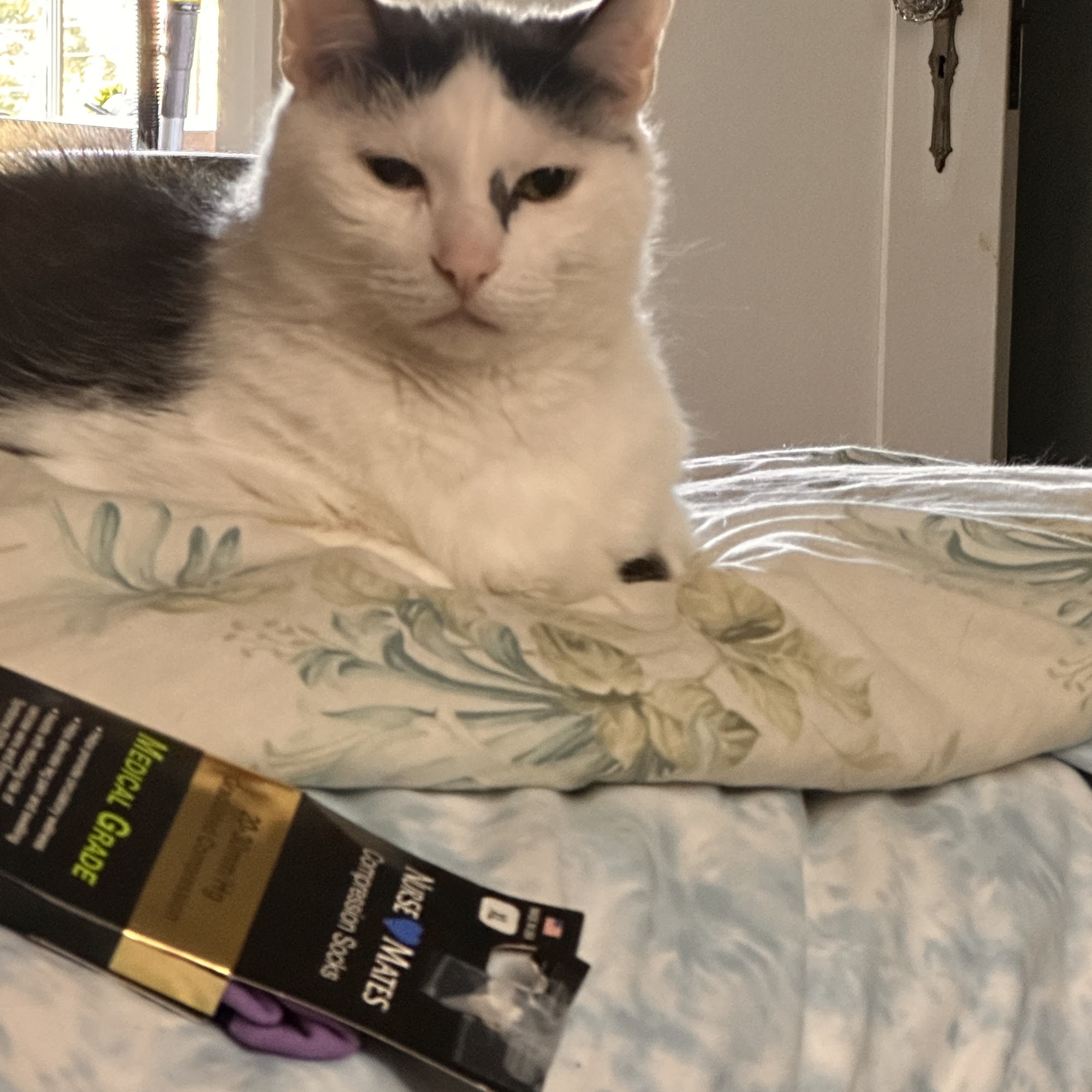 Cedar Rapids Animal Hospital Cedar Rapids