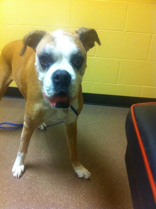 Cedar Rapids Animal Hospital Cedar Rapids