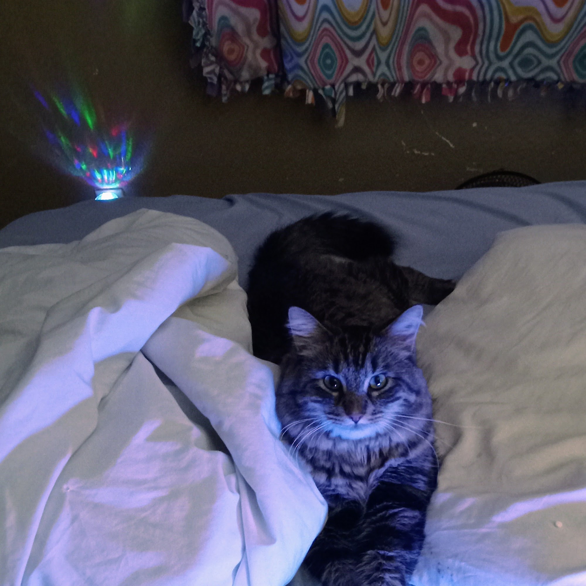 Weber Marty DVM Cedar Rapids