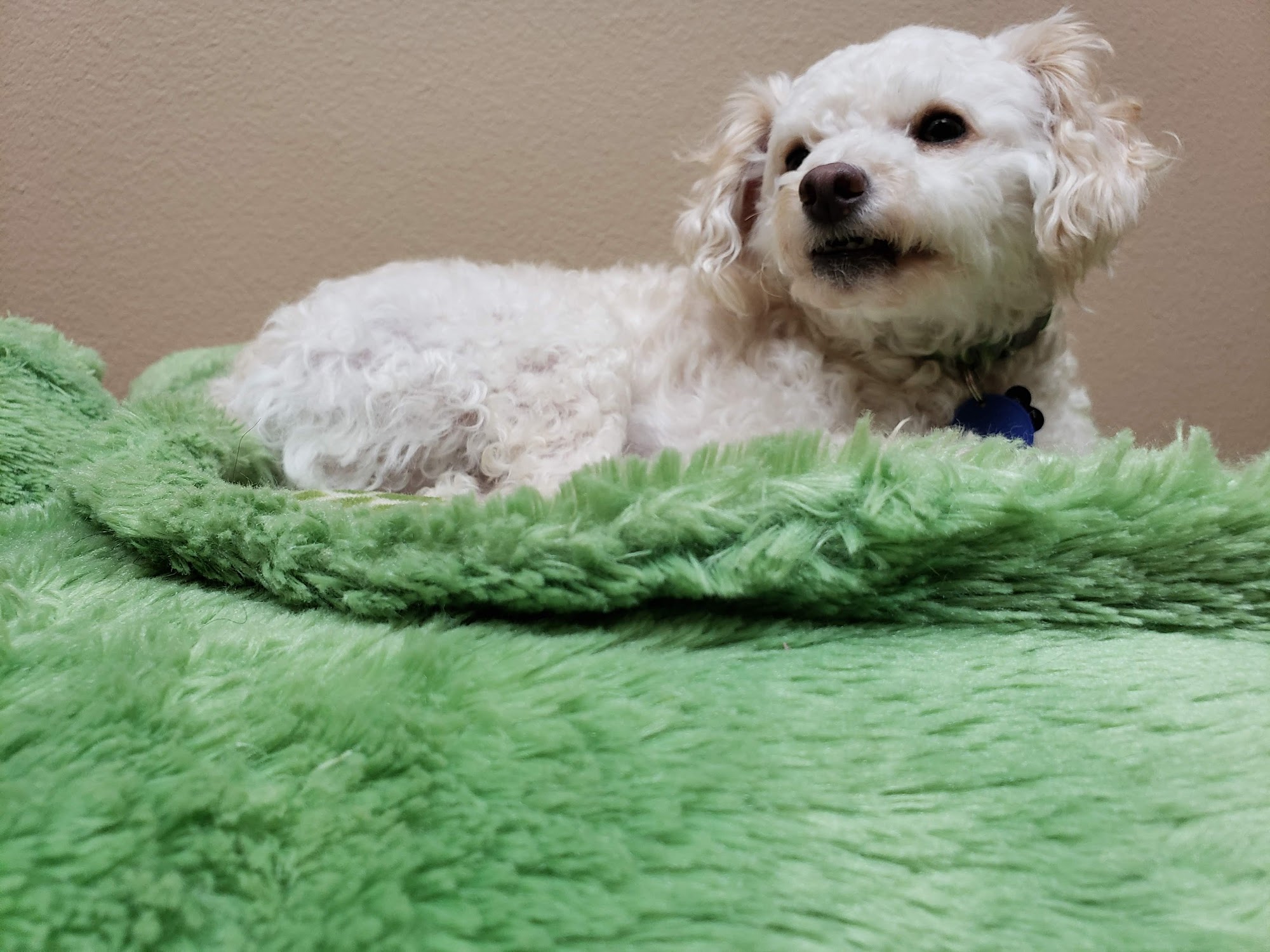 BluePearl Pet Hospital Cedar Rapids