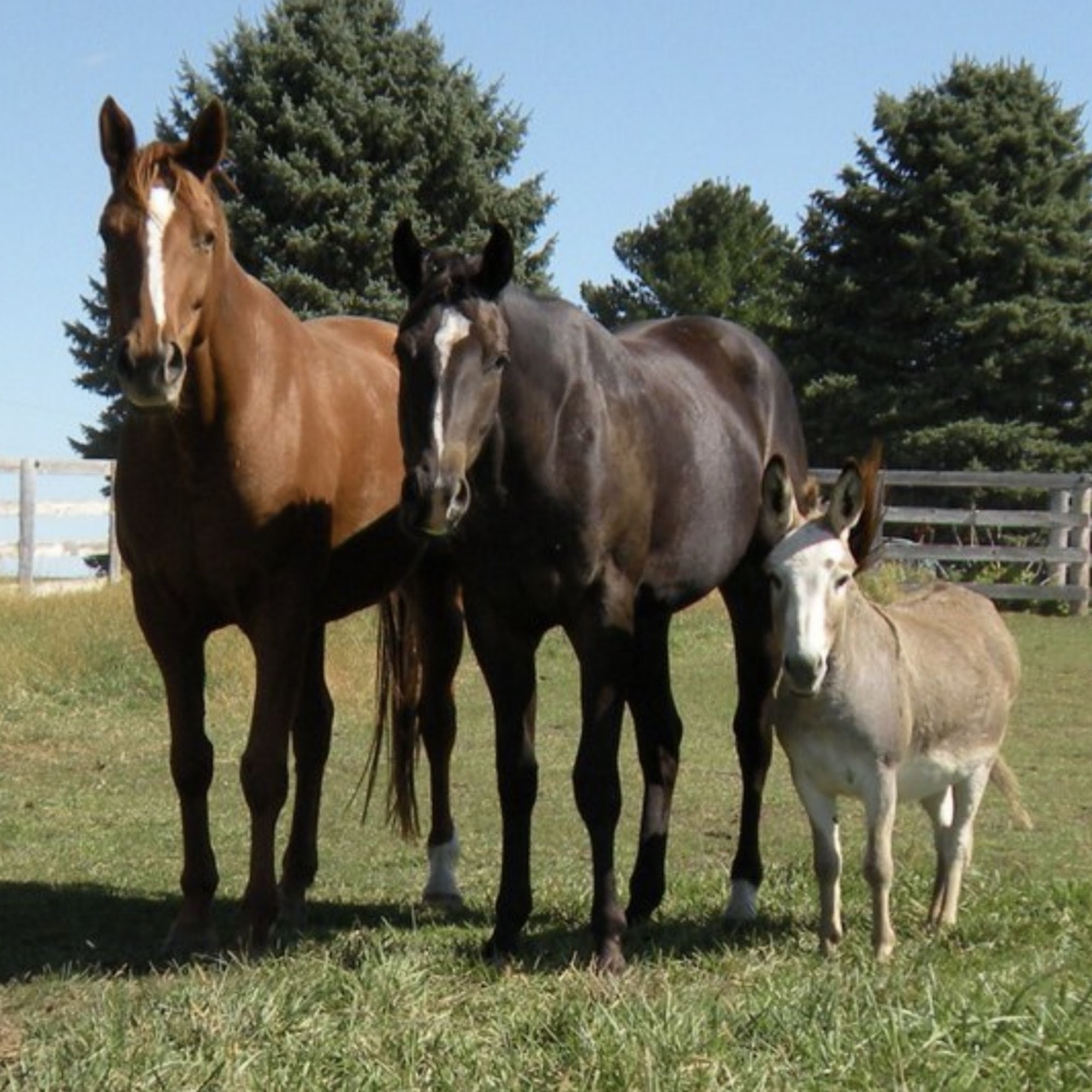 River Basin Equine Veterinary Cedar Rapids