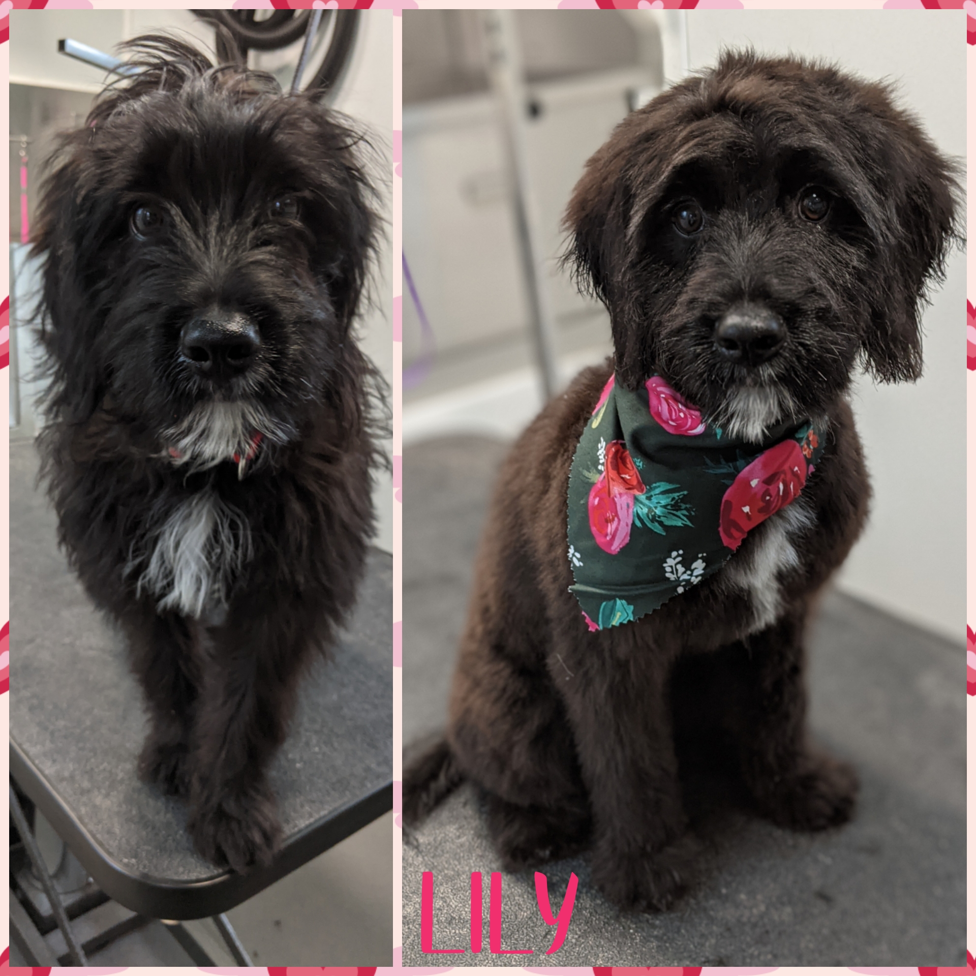 WisePup Grooming, LLC Cedar Rapids