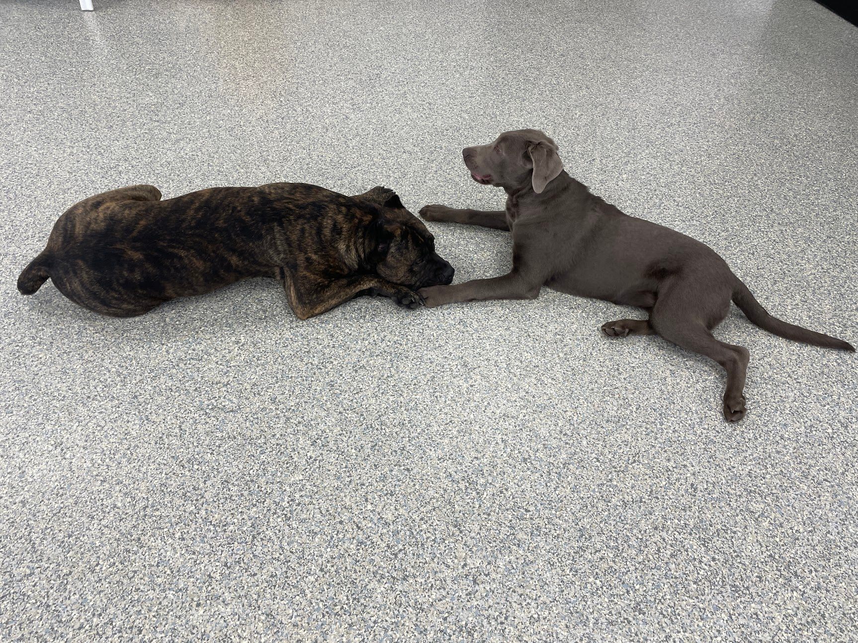 Eastern Iowa Pet Resort Cedar Rapids