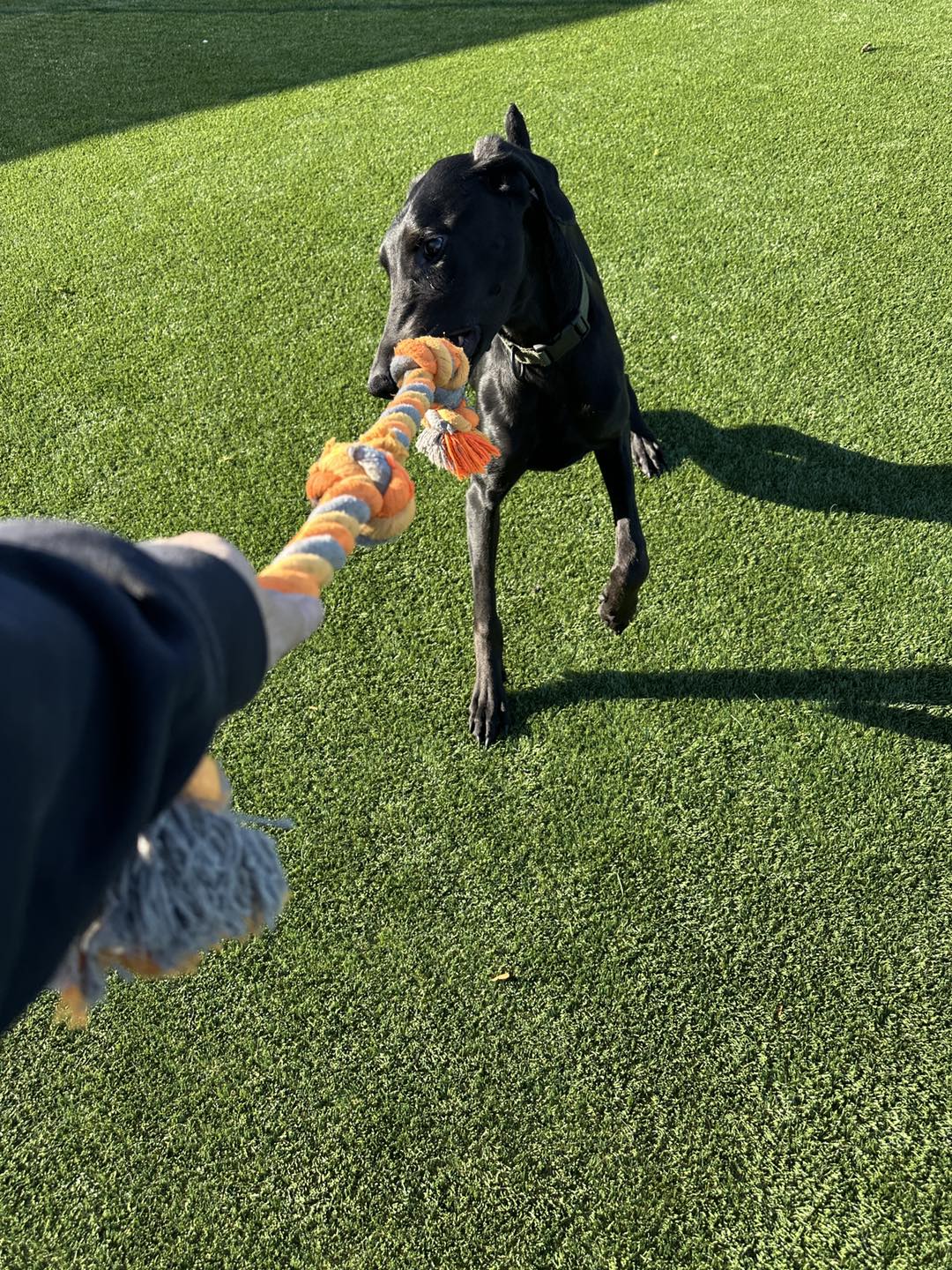 Eastern Iowa Pet Resort Cedar Rapids