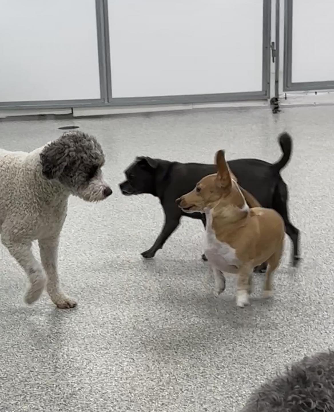 Eastern Iowa Pet Resort Cedar Rapids