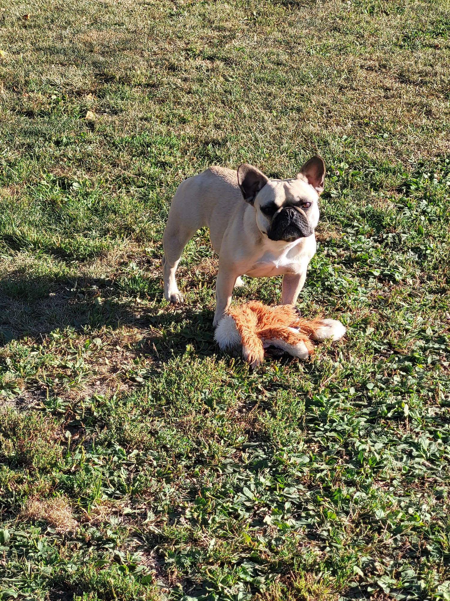 Dog Paws Boarding Resort, LLC. Cedar Rapids