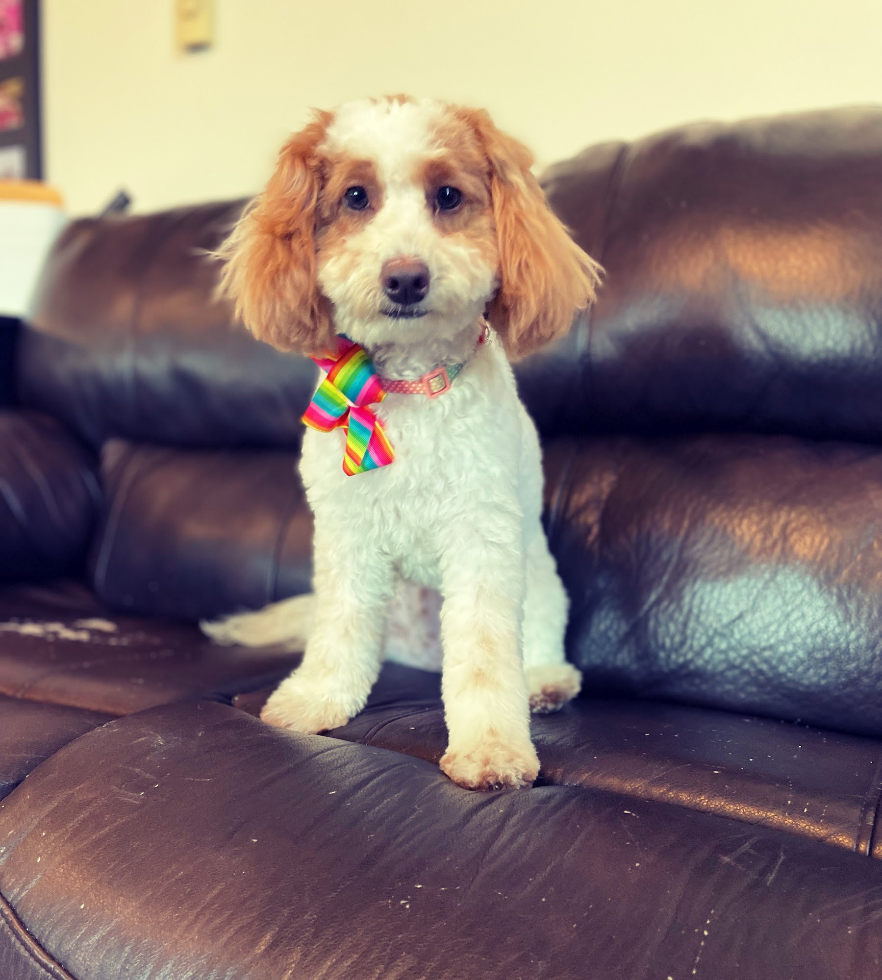 Hollywoof Pet Spa & Boutique Centerville