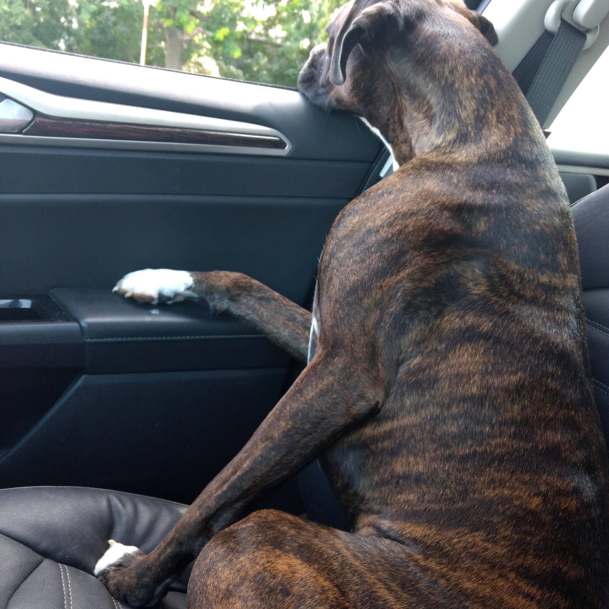 Timberlane Animal Hospital Clear Lake