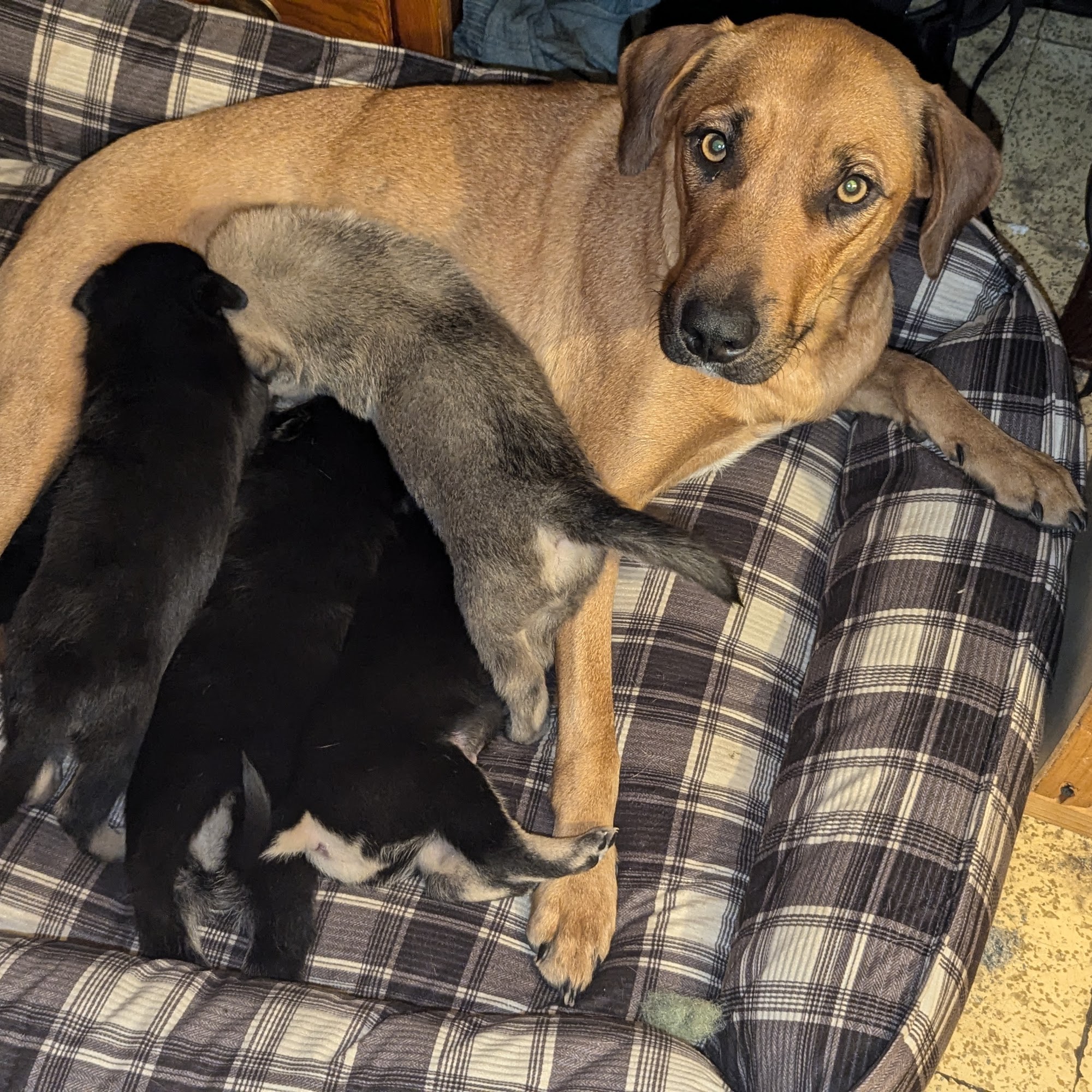 Clear Lake Veterinary Hospital Clear Lake