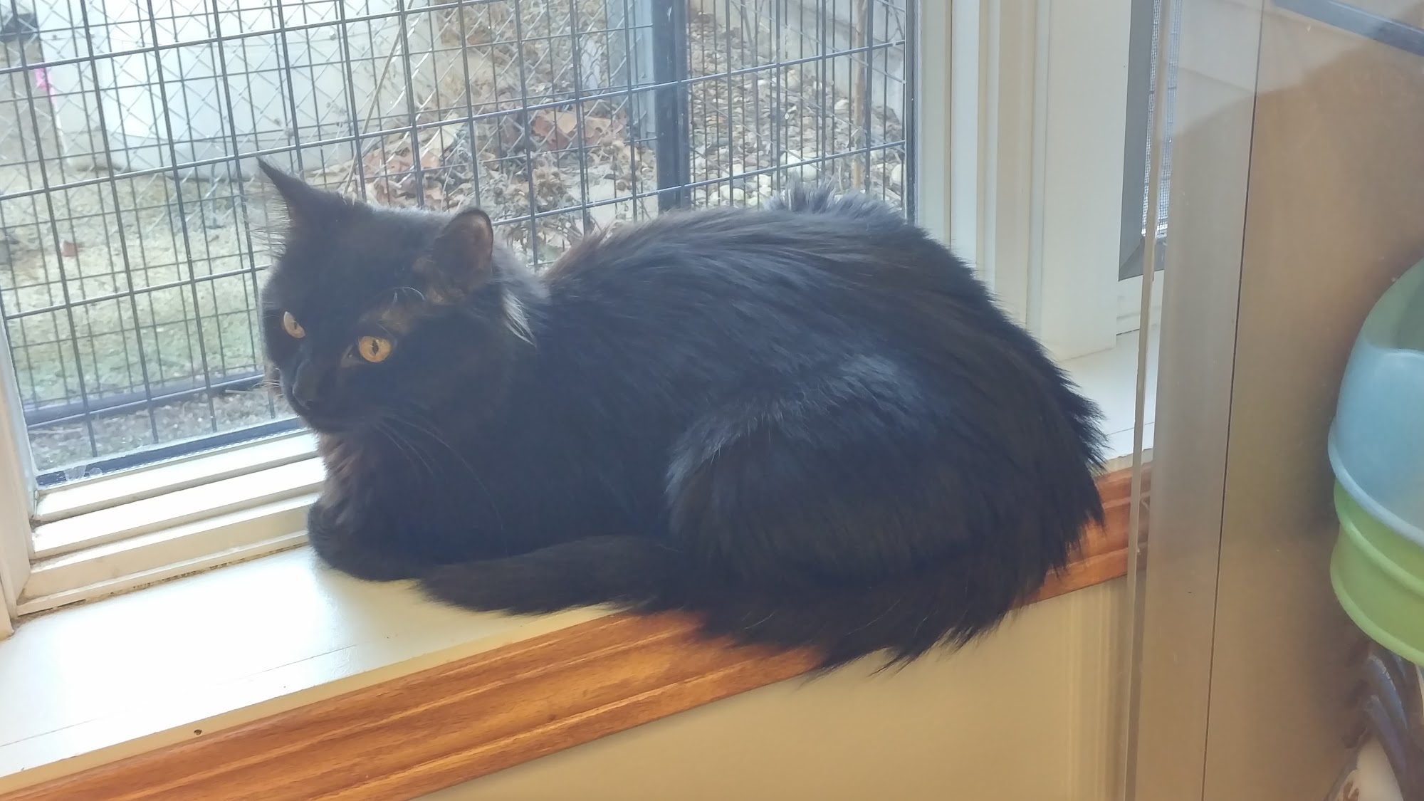 Clinton Humane Society Clinton