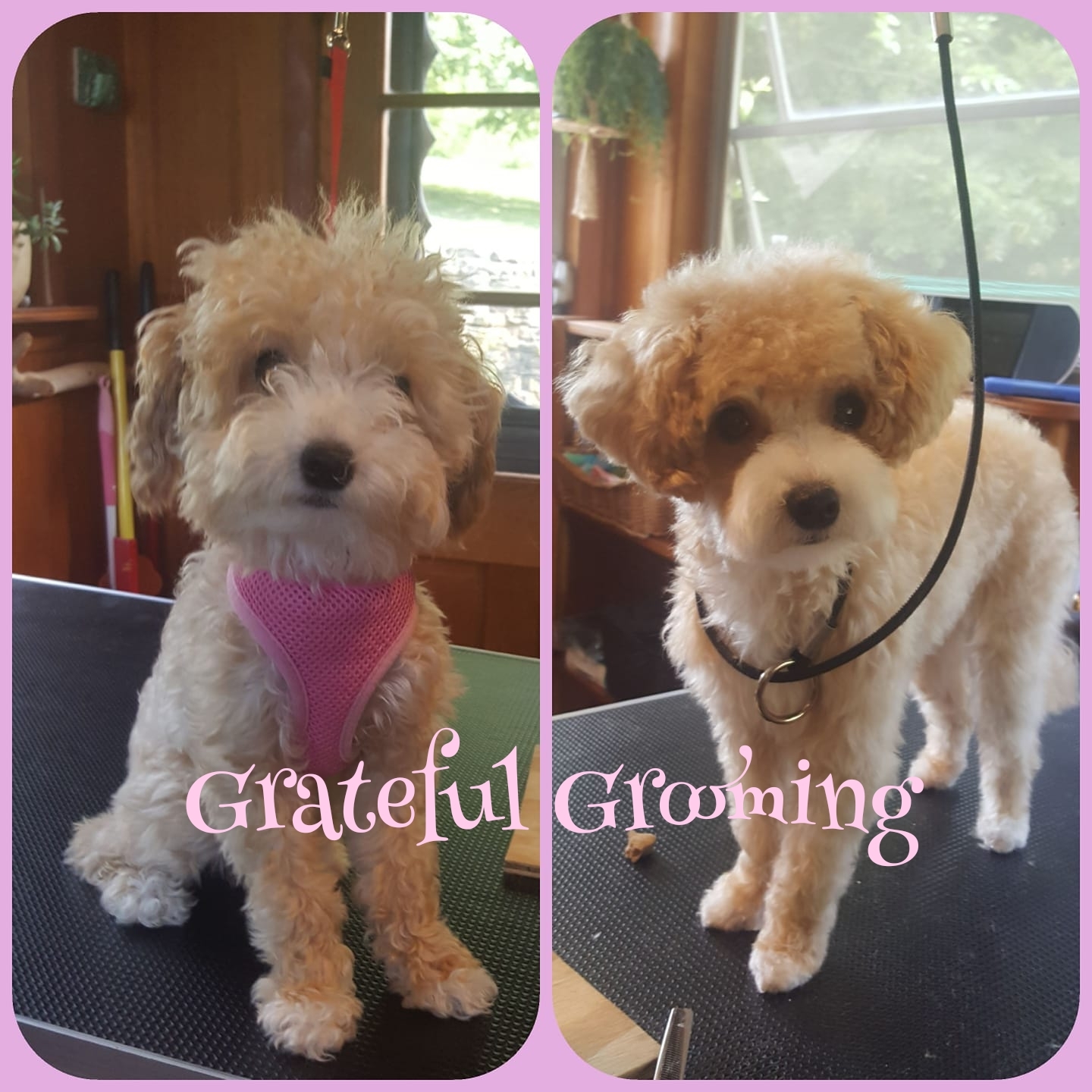 Grateful Grooming Clinton