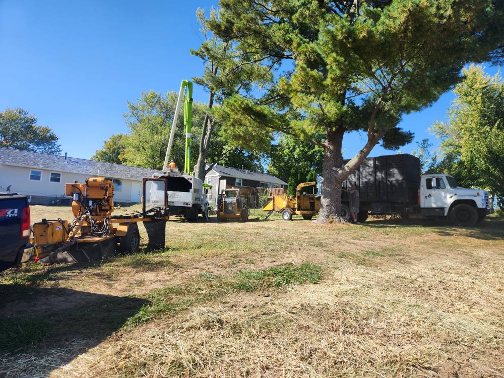 Hanson Stump Removal