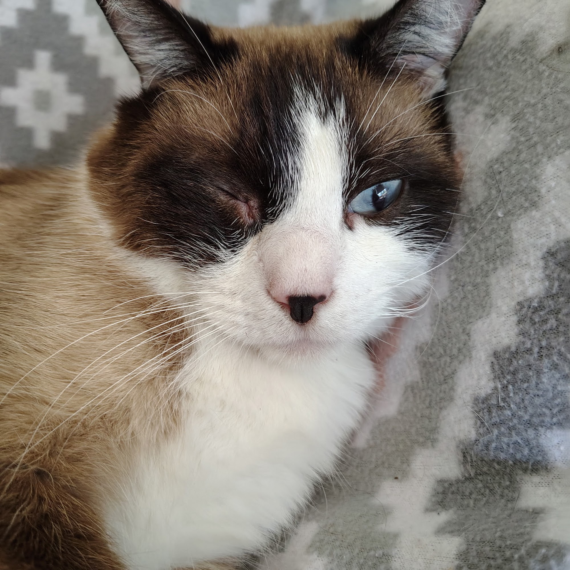 University West Pet Clinic Clive