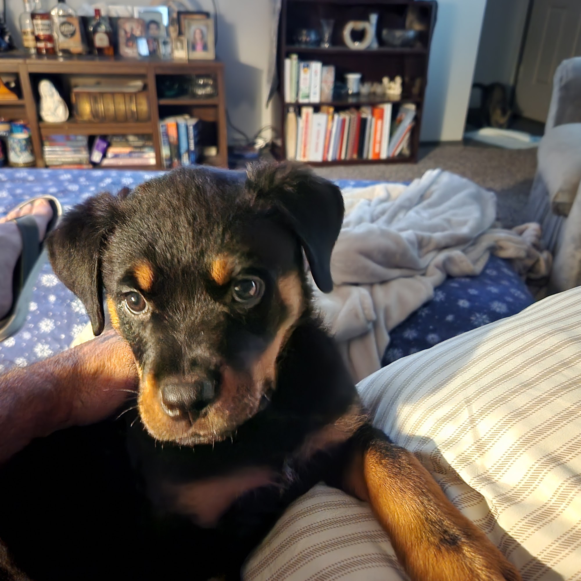 Waukee-Clive Veterinary Clinic Clive