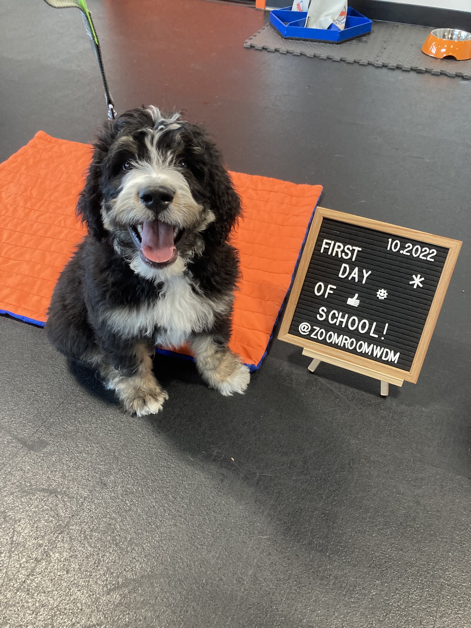 Zoom Room Dog Training Clive
