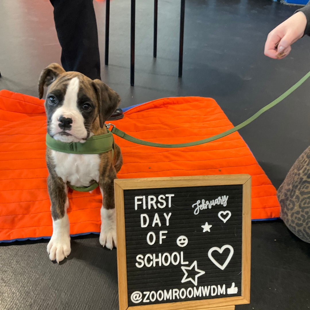 Zoom Room Dog Training Clive