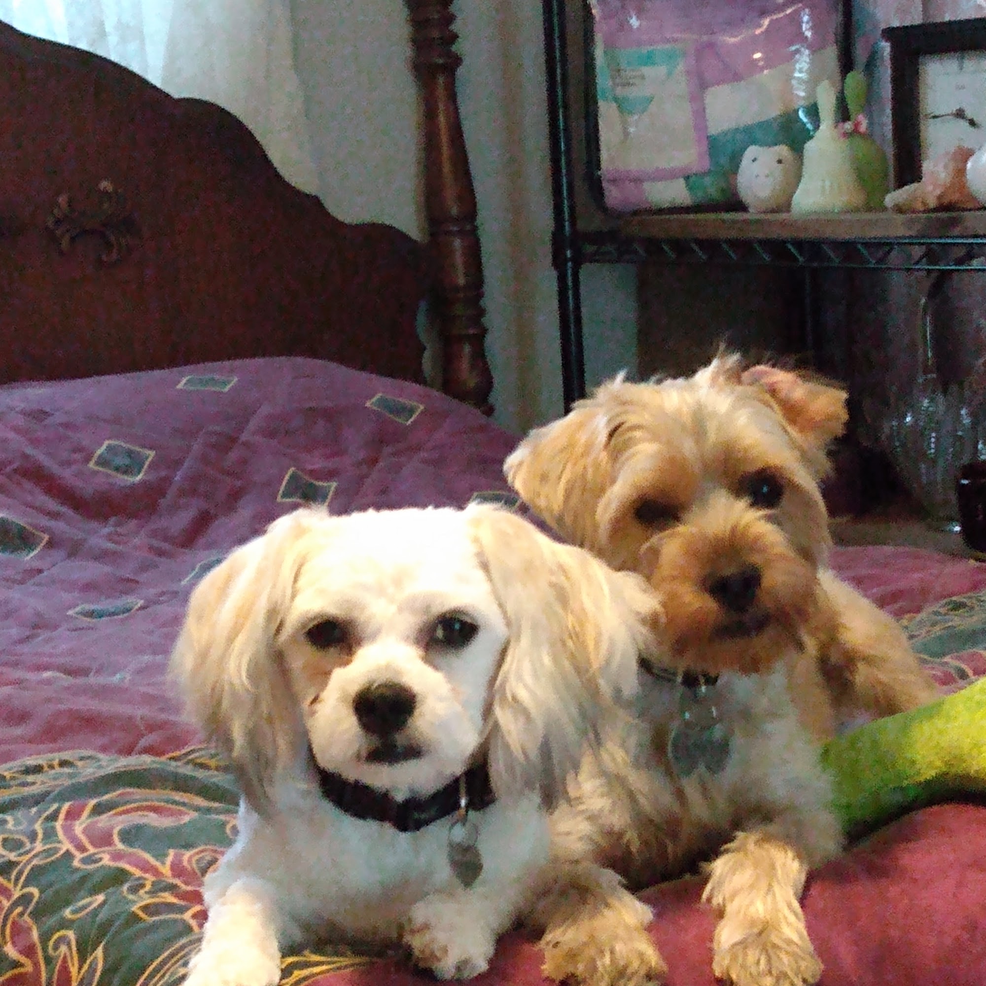 Brown Dog Pet Grooming Clive