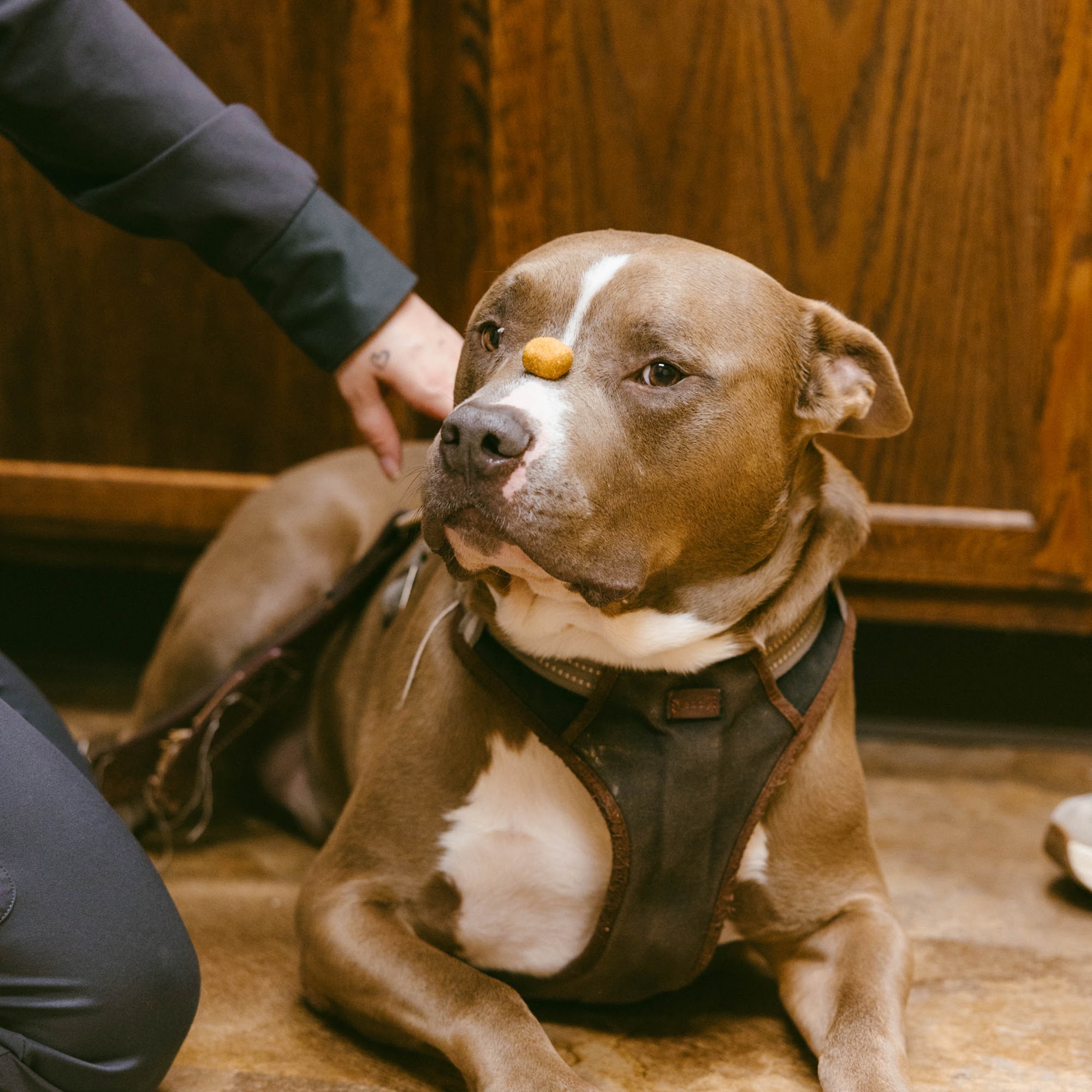 Coralville Animal Hospital Coralville