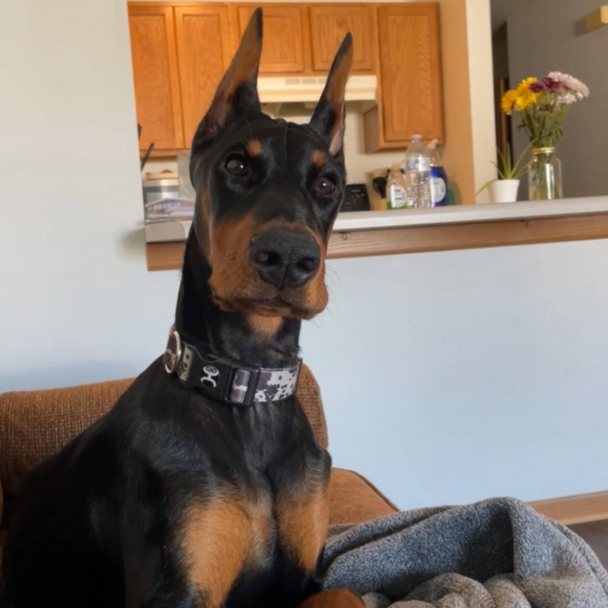 Strohbehn Veterinary Clinic Council Bluffs