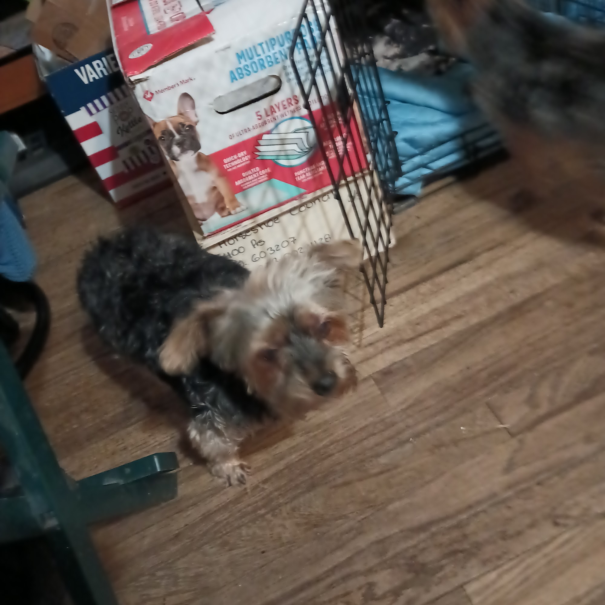 Council Bluffs Veterinary Clinic: Nelson David H DVM Council Bluffs