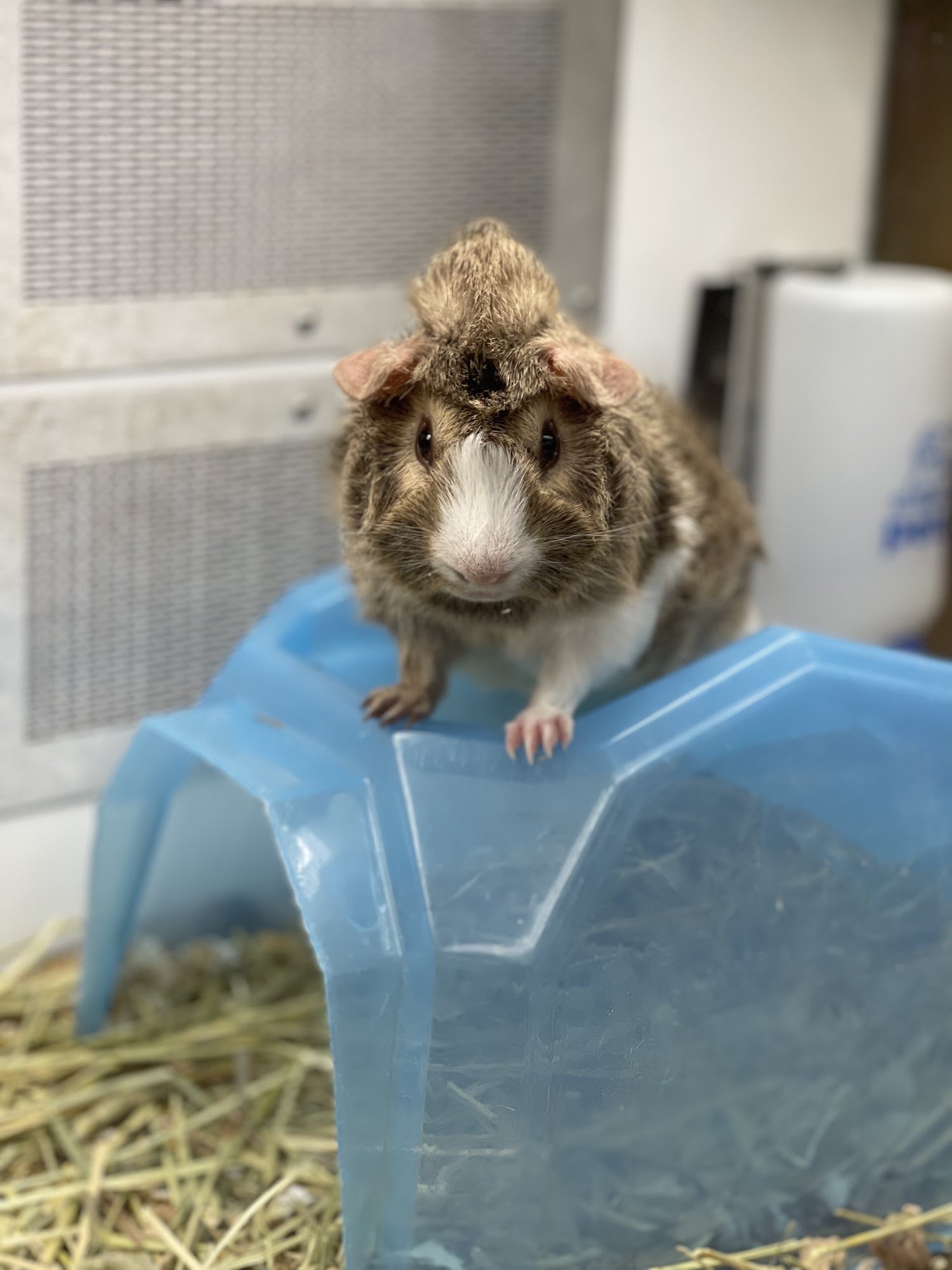 Petco Council Bluffs
